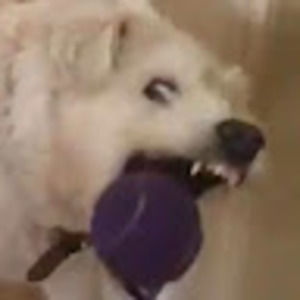 Meet your Posher, Liam